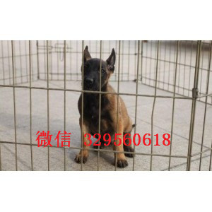 通化马犬出售公母都有出售多只赛级马犬哪里有