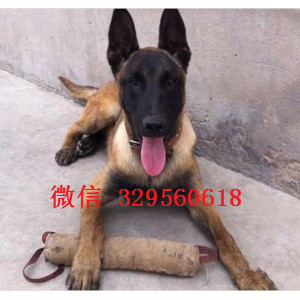 渝中马犬出售公母都有出售多只赛级马犬纯血统