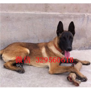 石柱马犬纯种幼犬出售家养马犬出售马犬多少钱