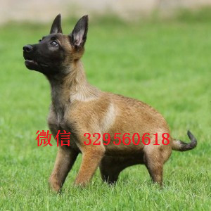合川马犬出售公母都有出售马犬公母都有红色马