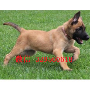 武隆马犬纯种幼犬出售家养马犬出售红色马犬多