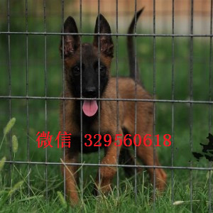 邢台马犬纯种幼犬出售出售多只赛级马犬马犬多