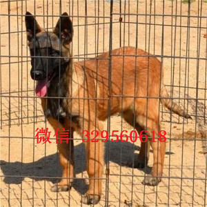 通化马犬出售公母都有出售多只赛级马犬哪里有卖纯种的马犬马犬狗场