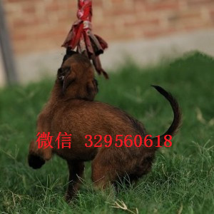 甘孜马犬纯种幼犬出售出售多只赛级马犬哪里有