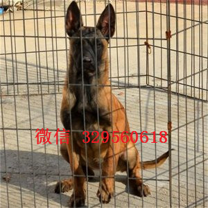 辽源马犬出售公母都有出售马犬公母都有纯血统