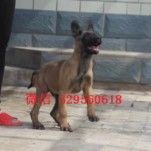 自贡马犬纯种幼犬出售家养马犬出售哪里有卖纯