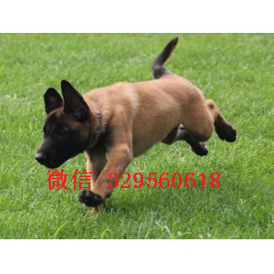 石柱马犬纯种幼犬出售家养马犬出售马犬多少钱一只出售纯种健康的马犬幼犬