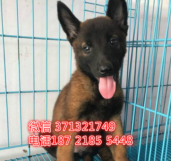 马犬出售纯种幼犬，大型犬，深圳犬舍出售马犬狗狗