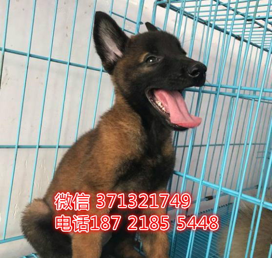 马犬出售纯种幼犬，大型犬，深圳犬舍出售马犬狗狗