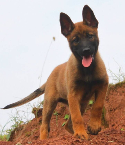 思茅买马犬 普洱买马犬 云南狗场出售纯种马犬