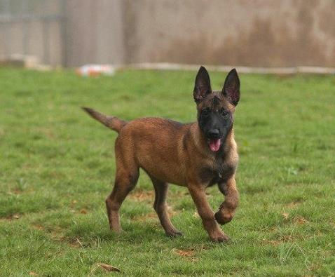 上海犬舍出售纯种马犬 宠物狗市场在哪买狗卖