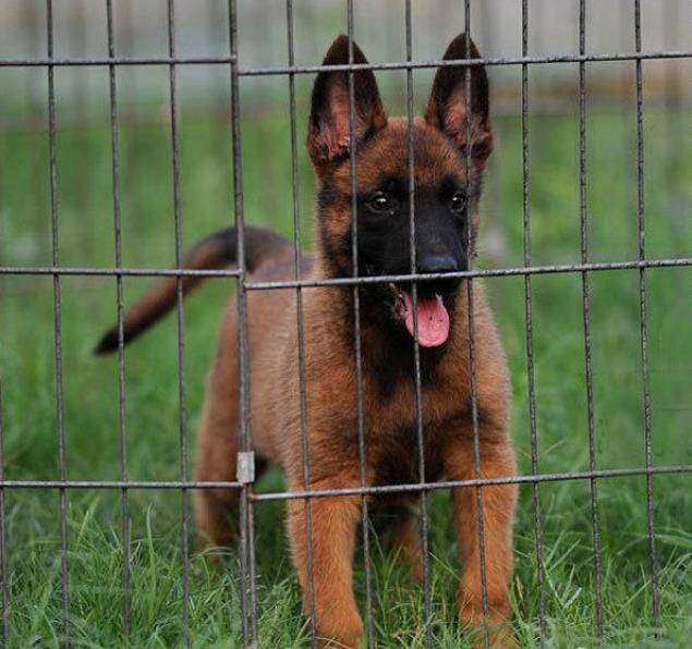 深圳犬舍出售纯种马犬 宠物狗市场在哪买狗卖