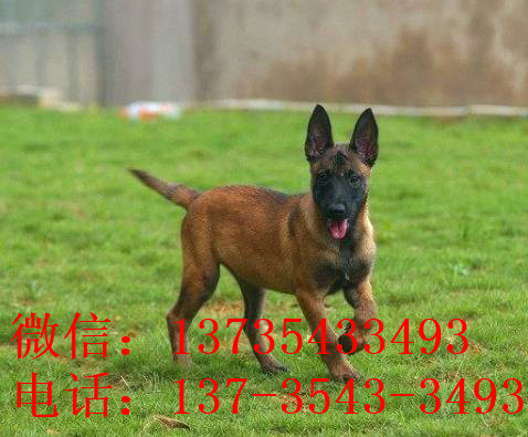 济南犬舍出售纯种马犬 宠物狗市场在哪买狗卖狗