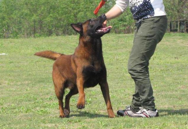 杭州犬舍出售纯种马犬 宠物狗市场在哪买狗卖