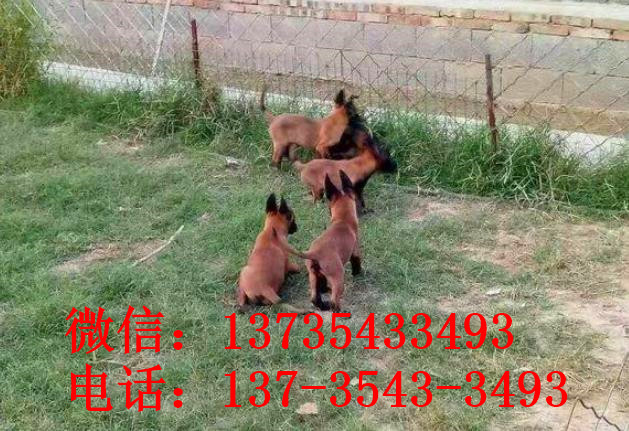 成都犬舍出售纯种马犬 宠物狗市场在哪买狗卖狗