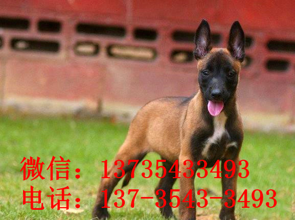 厦门犬舍出售纯种马犬 宠物狗市场在哪买狗卖狗