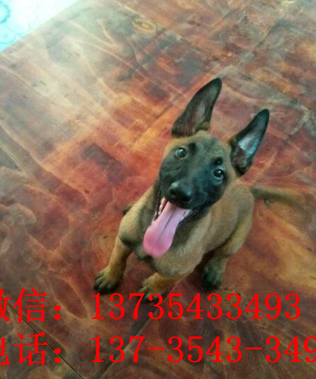 厦门犬舍出售纯种马犬 宠物狗市场在哪买狗卖狗