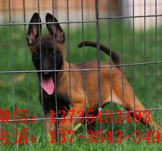 成都犬舍出售纯种马犬 宠物狗市场在哪买狗卖狗