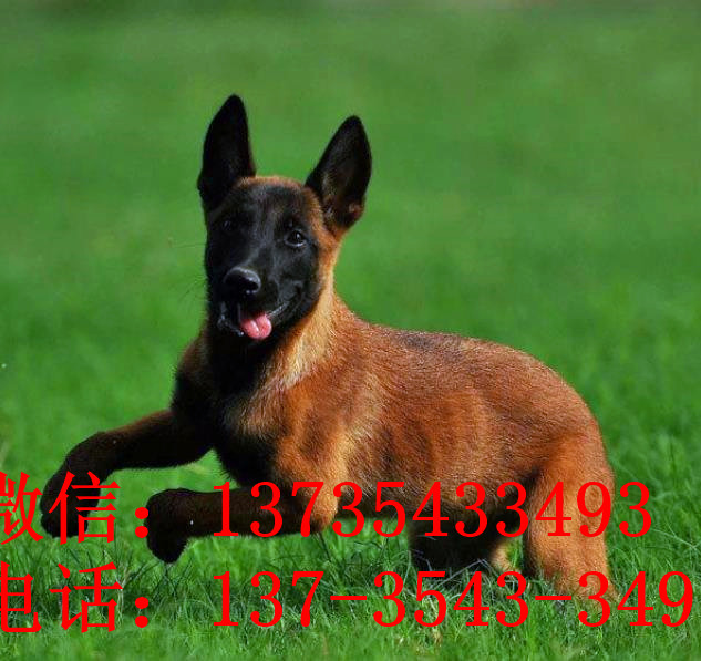 深圳犬舍出售纯种马犬 宠物狗市场在哪买狗卖狗