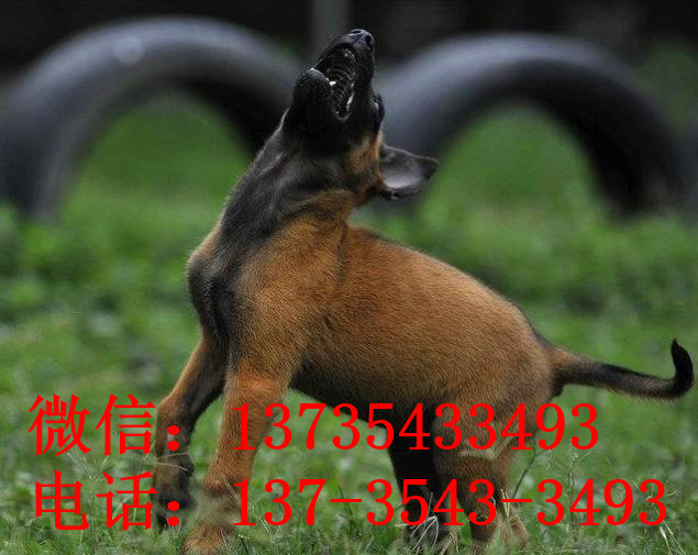 合肥犬舍出售纯种马犬宠物狗市场在哪里卖狗买狗宠物网
