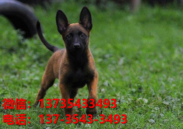 扬州犬舍出售纯种马犬 大型犬哪里有卖狗地方 