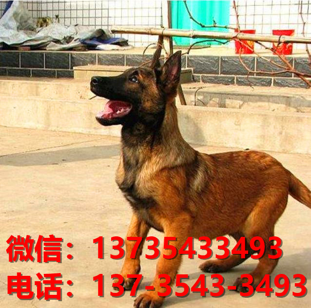 青海西宁犬舍出售纯种马犬 大型犬哪里有卖狗地方 狗市在哪买狗