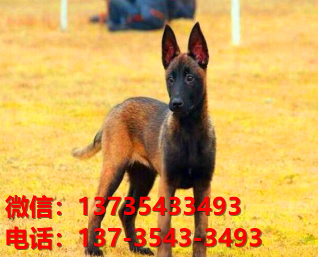 青海西宁犬舍出售纯种马犬 大型犬哪里有卖狗地方 狗市在哪买狗