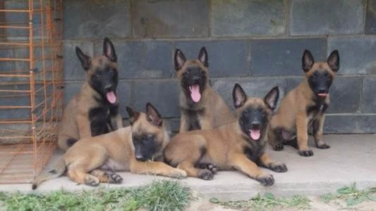 贵州买马犬 贵阳买小马犬 犬场漂亮马犬出售