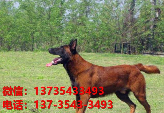 淮南犬舍出售纯种马犬 大型犬哪里有卖狗地方 狗市在哪买狗