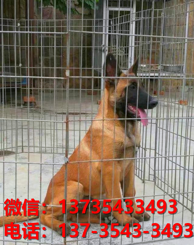 新余犬舍出售纯种马犬 大型犬哪里有卖狗地方 