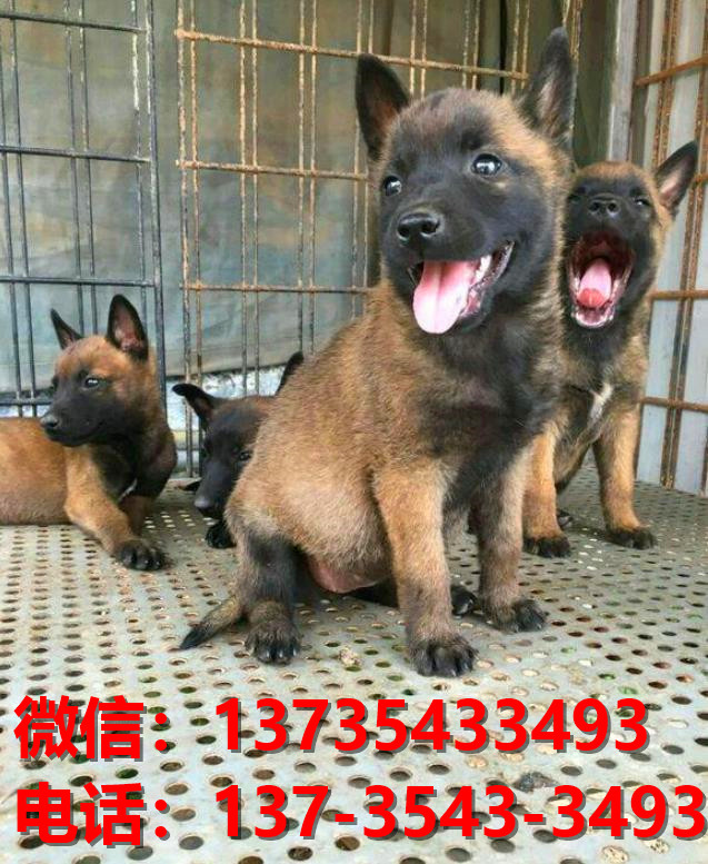 衡阳犬舍出售纯种马犬 大型犬哪里有卖狗地方 