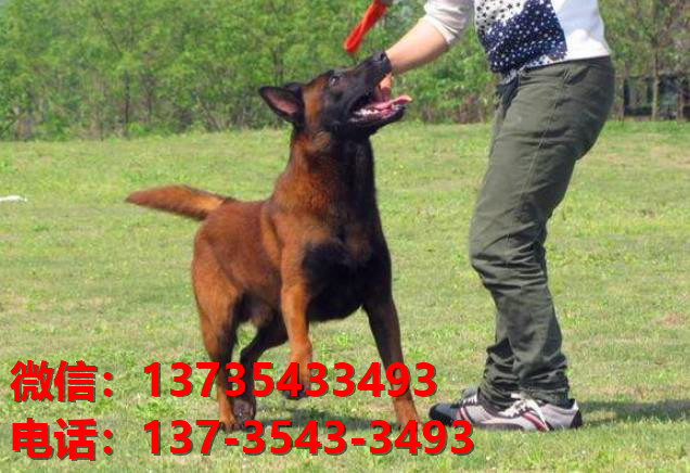 淮南犬舍出售纯种马犬 大型犬哪里有卖狗地方 狗市在哪买狗