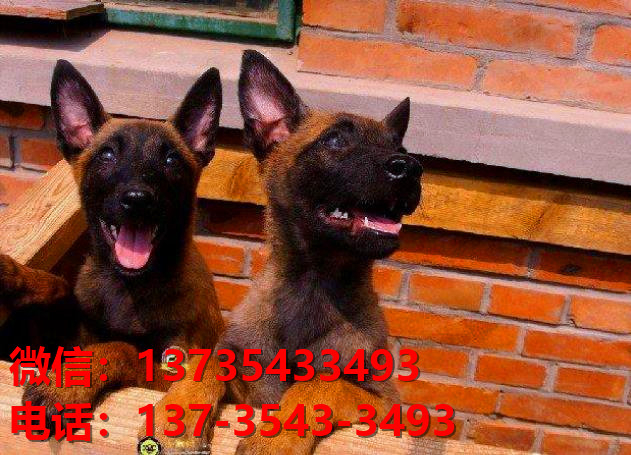 渭南犬舍出售纯种马犬 大型犬哪里有卖狗地方 狗市在哪买狗