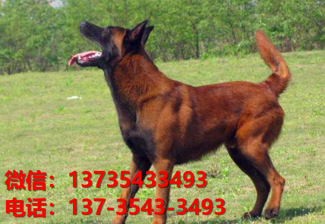 淮南犬舍出售纯种马犬 大型犬哪里有卖狗地方 