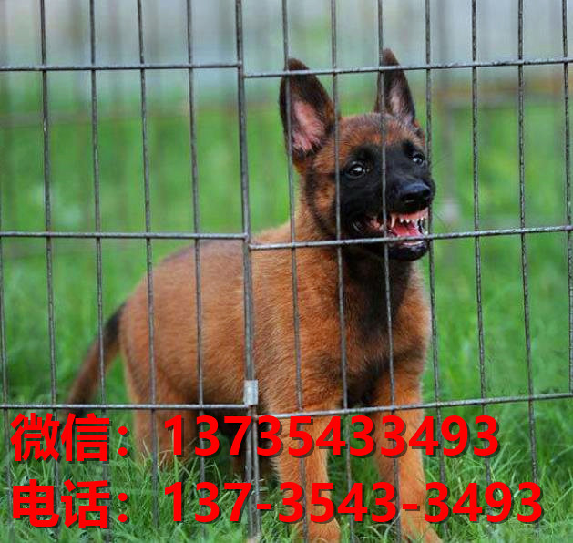 安顺犬舍出售纯种马犬 大型犬哪里有卖狗地方 