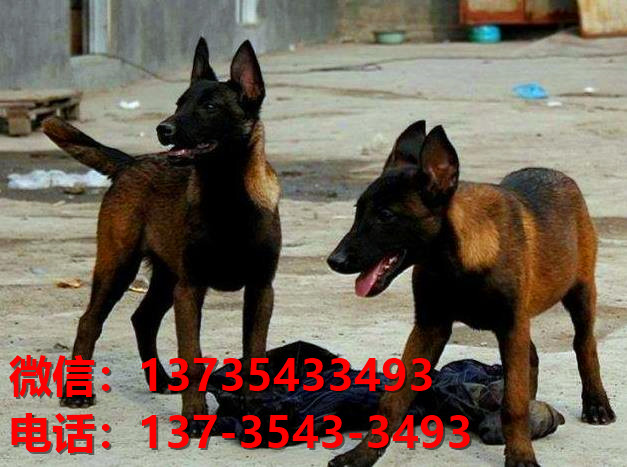 渭南犬舍出售纯种马犬 大型犬哪里有卖狗地方 