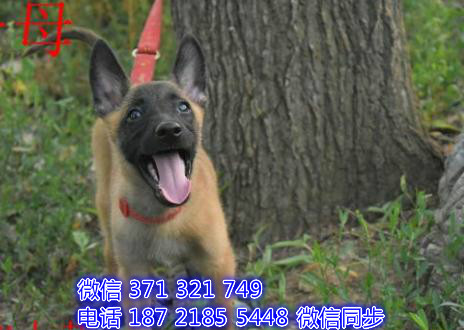 全国特惠马犬纯种幼犬 支持上门 支持空运汽运 包健康叹