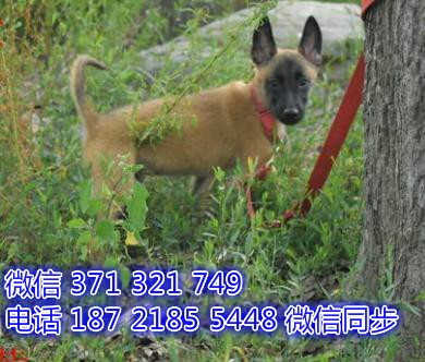 全国特惠马犬纯种幼犬 支持上门 支持空运汽运 包健康鄙