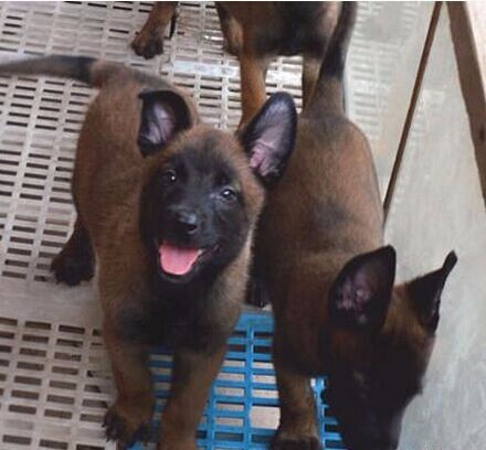 楚雄买马犬 武定县买马犬 狗场小马犬出售