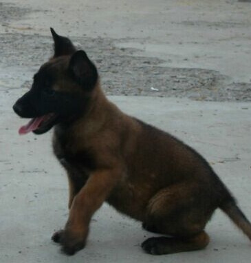 楚雄买马犬 牟定县买马犬 狗场小马犬出售