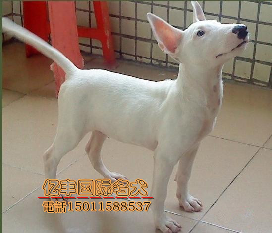 出售纯种牛头梗 赛级牛头梗幼犬多少钱