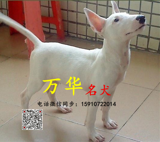 纯种牛头梗多少钱 牛头梗怎么卖 牛头梗犬舍