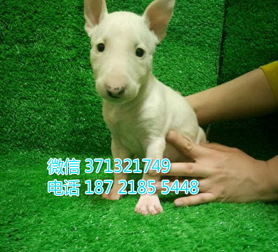 牛头梗出售白色，合肥出售牛头梗犬 合肥犬舍繁