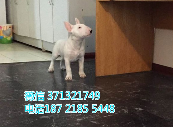 牛头梗犬出售纯种幼犬，小型犬白色 可以自取 全国发货