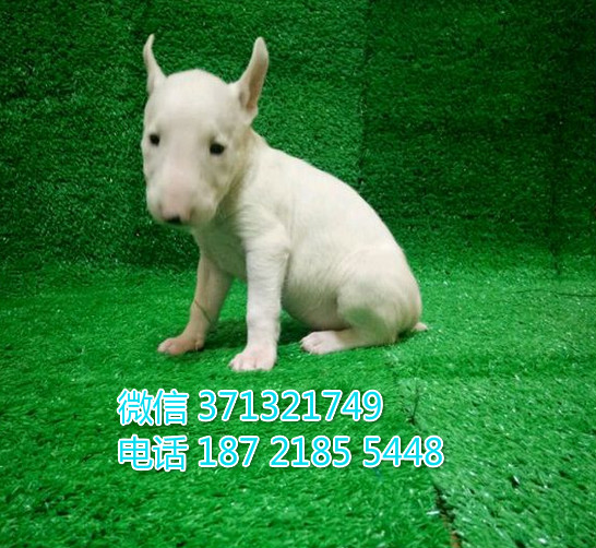 北京牛头梗犬出售纯种幼犬，大型犬 牛头狗狗可