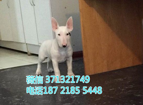 牛头梗犬出售纯种幼犬，小型犬白色 可以自取 全