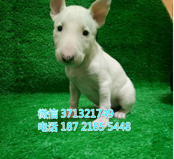 深圳犬舍出售 牛头梗犬纯种幼犬 深圳狗场繁殖