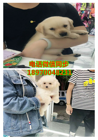 苏州宠物店买狗、苏州犬舍买狗，苏州纯种罗威纳