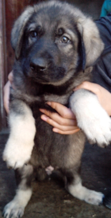 河口县买狗 河口县买昆明犬 狗场出售纯种昆明