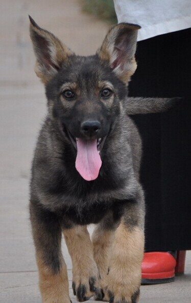 周口买昆明犬请联系我 狗场专业繁殖常年出售